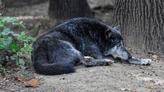 Der alte Wolf (Canis lupus)