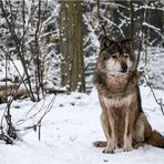 Der alte Wolf sieht müde aus...