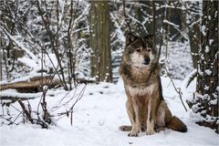 Der alte Wolf sieht müde aus...