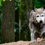 Der alte Wolf und der Wald 