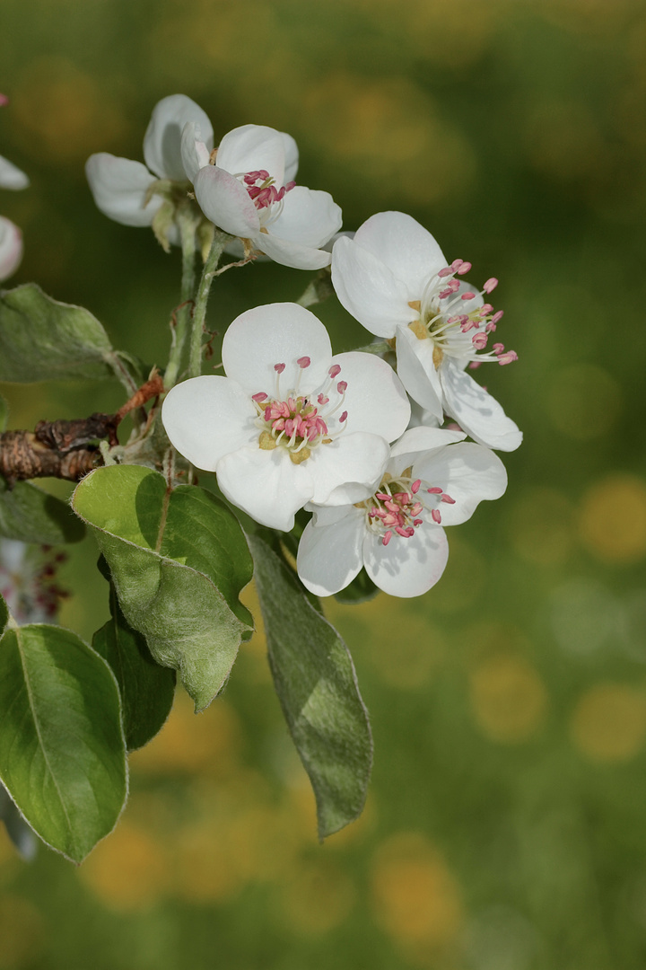 Der alte Zitronenbirnenbaum blüht!