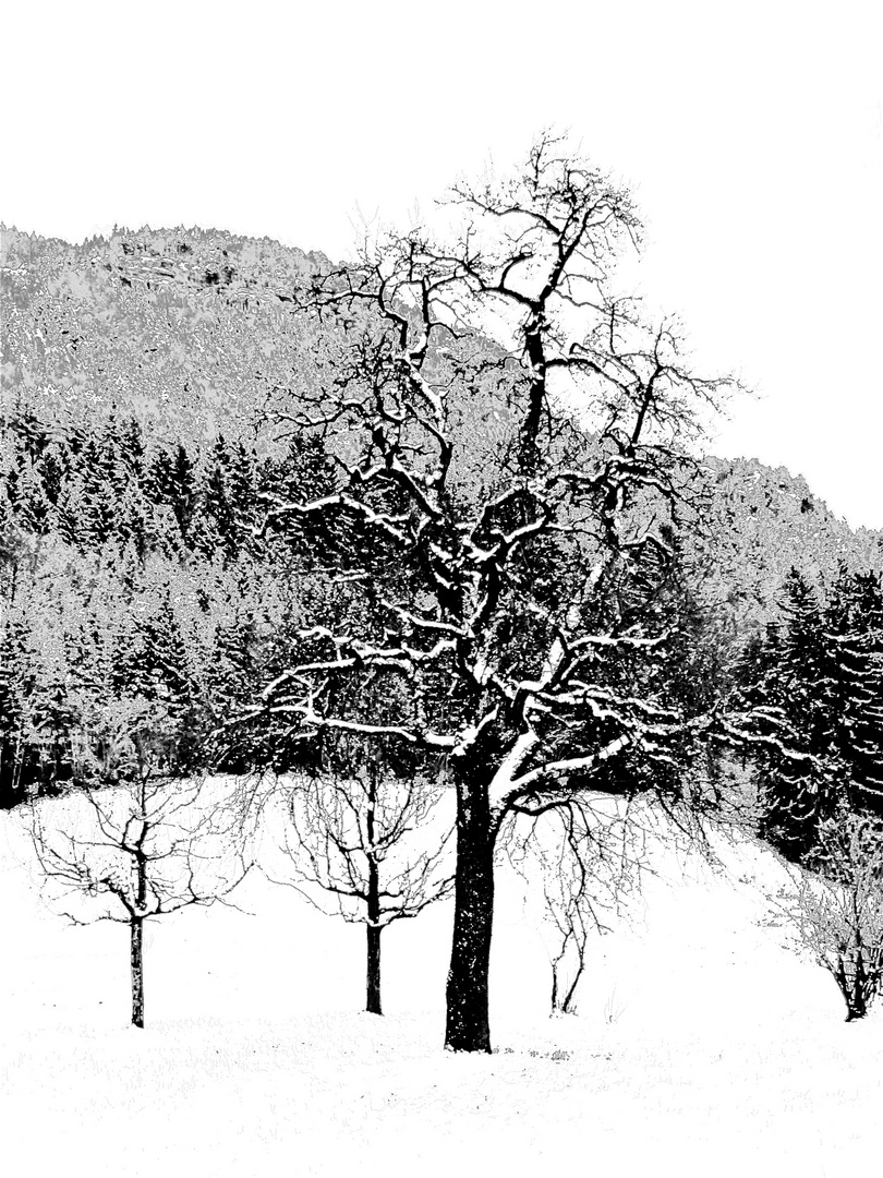 Der alte Zitronenbirnenbaum im Schnee