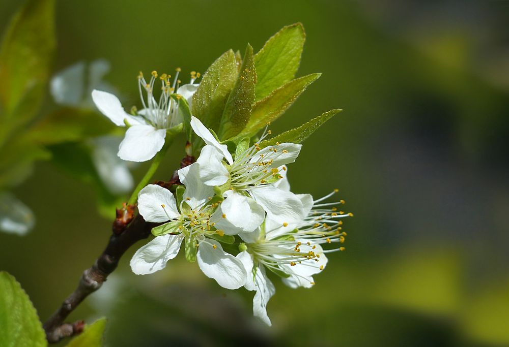 Der alte Zwetschgenbaum