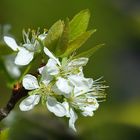 Der alte Zwetschgenbaum