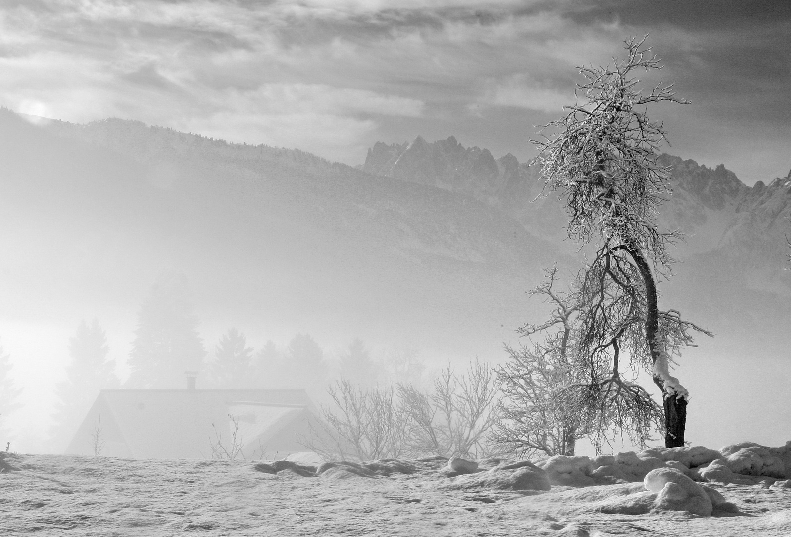 der alte Zwetschgenbaum