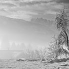 der alte Zwetschgenbaum