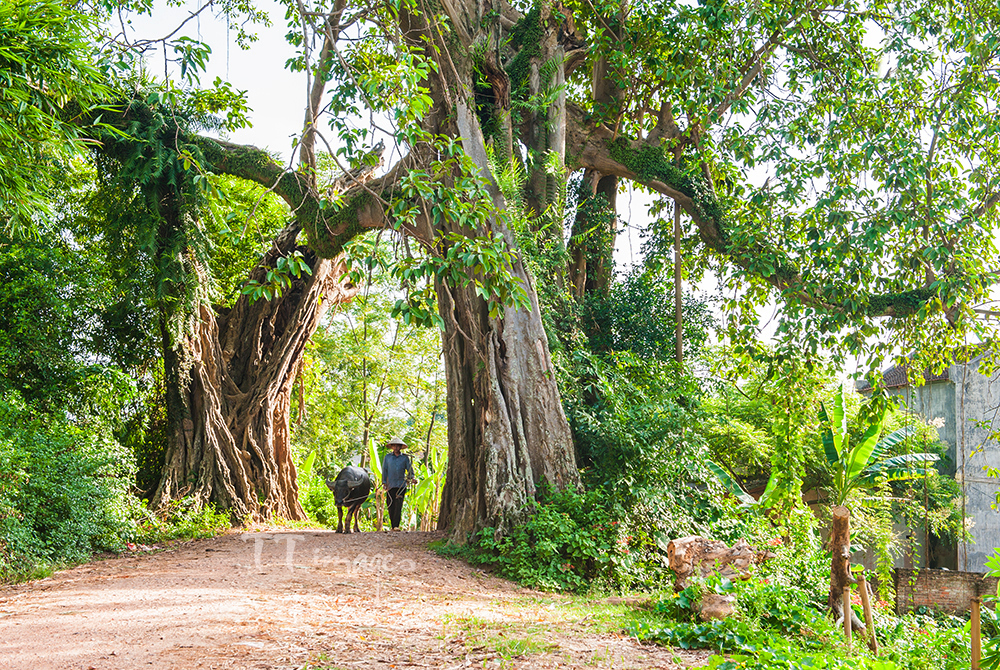 Der alter Banyan-Baum Vietnam