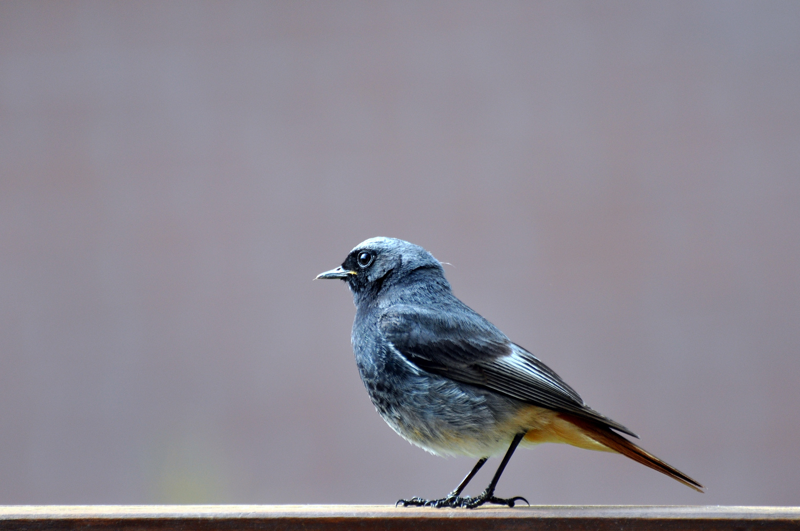 Der Altvogel....