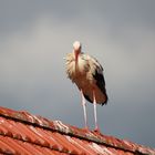 Der Altvogel wartet....