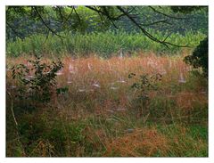 Der Altweibersommer .