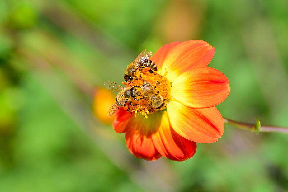 Der Altweibersommer