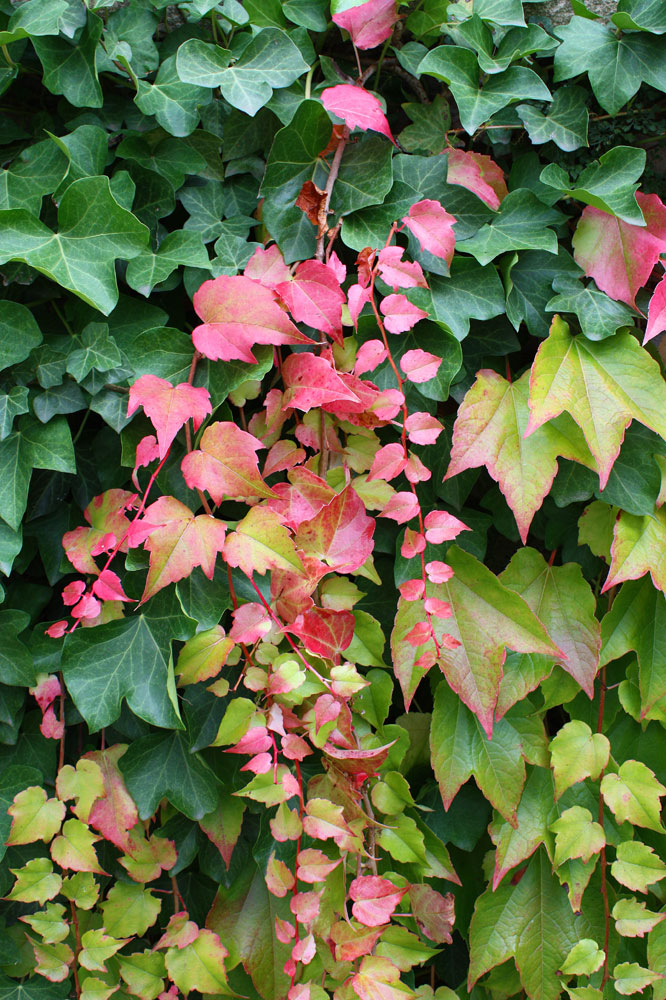 der Altweibersommer kündigt den Herbst an