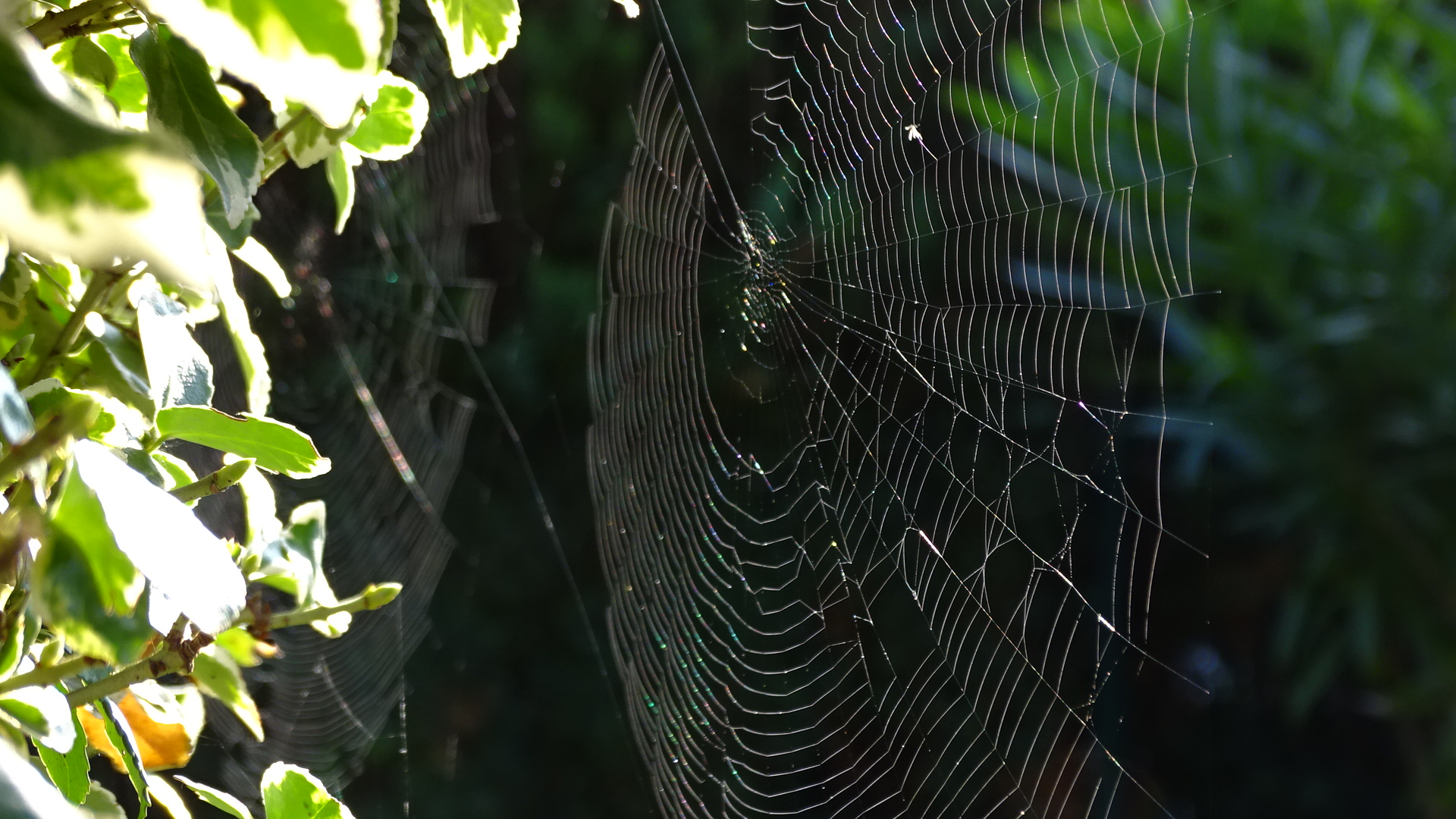 Der Altweibersommer spinnt wieder