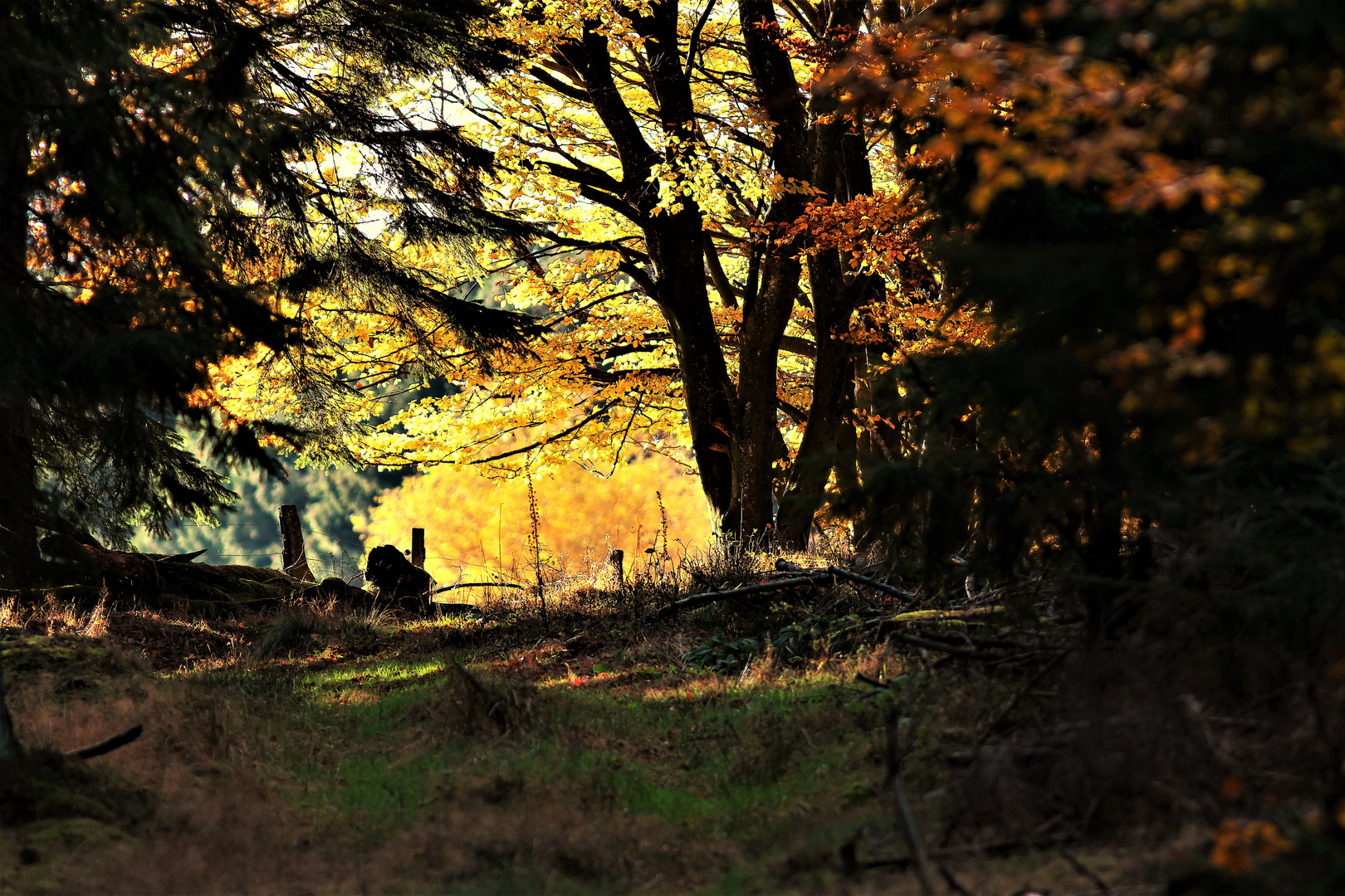 Der Altweibersommer und seine schönen Farben