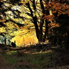 Der Altweibersommer und seine schönen Farben