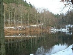 Der Altweiher im Osburger Hochwald