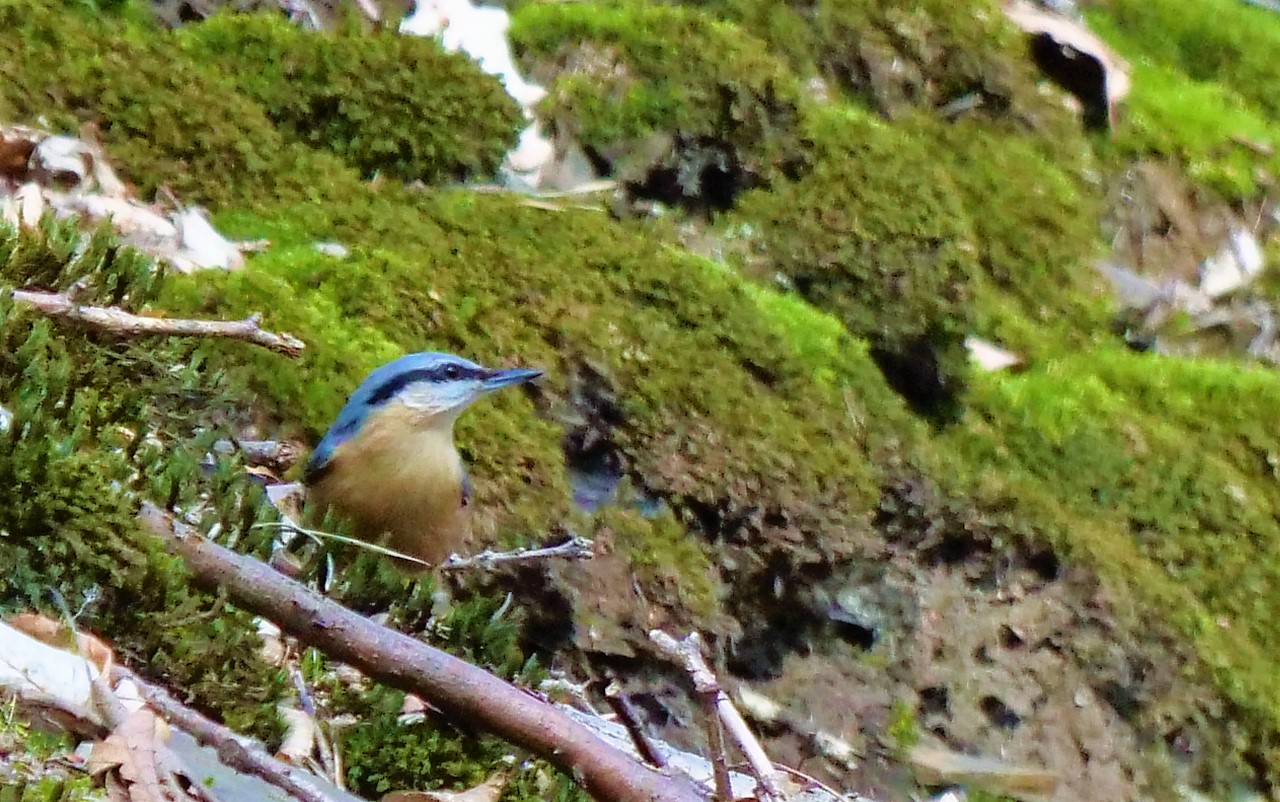 "Der (am) Waldbodenkleiber"