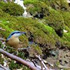 "Der (am) Waldbodenkleiber"