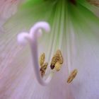 der Amaryllis ganz nahe