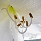 der Amaryllis unter den Rock geschaut ...:-))