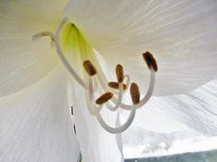 der Amaryllis unter den Rock geschaut ...:-))