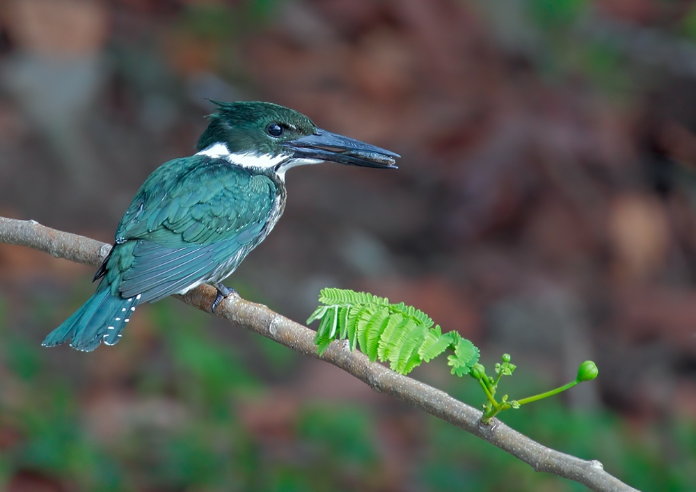 Der Amazon Kingfisher