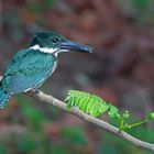 Der Amazon Kingfisher