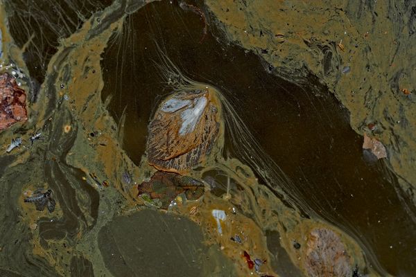 Der Amazonas von der Internationalen Raumstation (ISS) aus fotografiert...