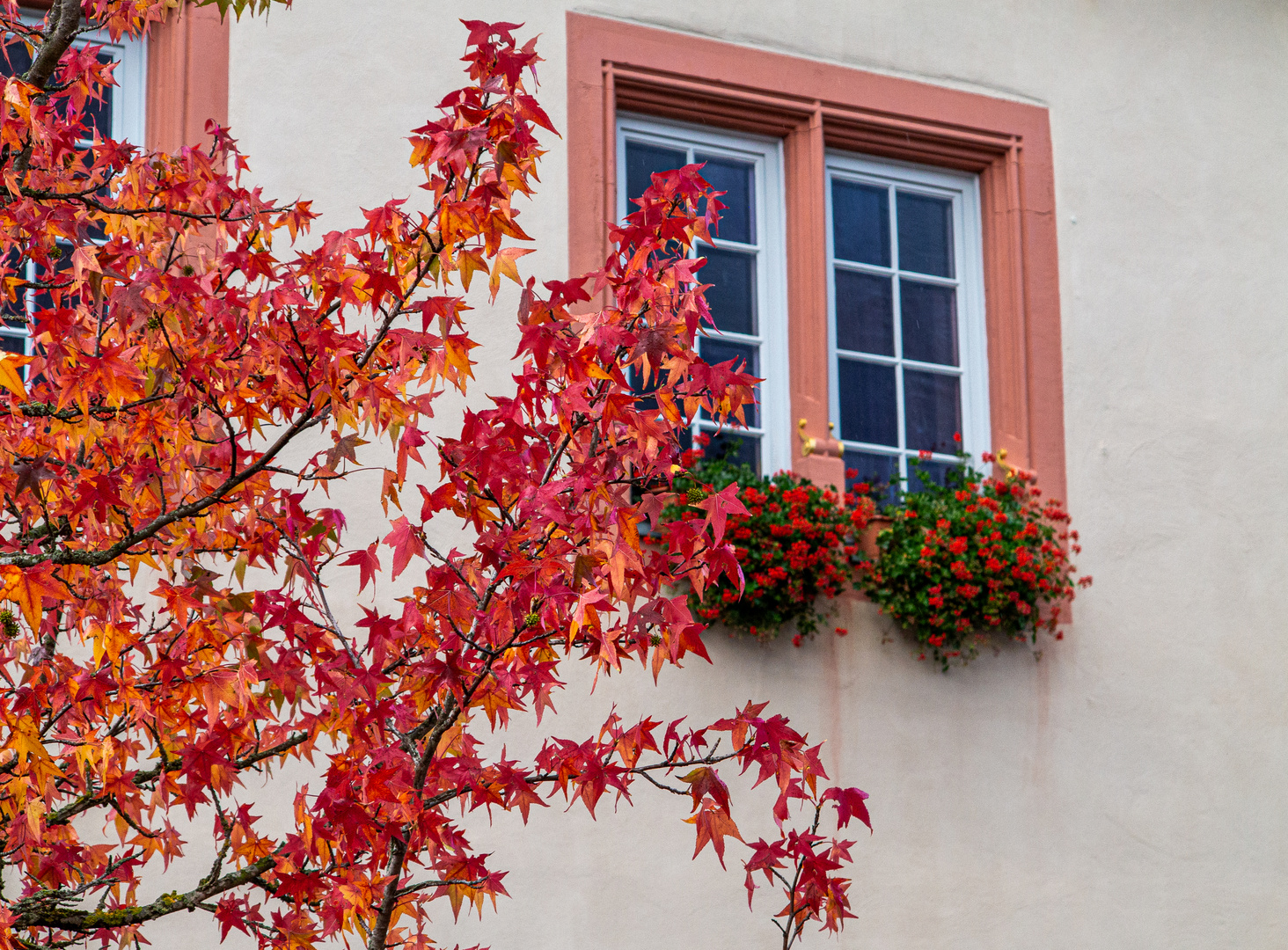 Der Amberbaum