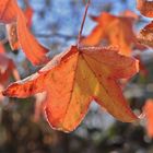 Der Amberbaum hat noch nicht alle Blätter abgeworfen