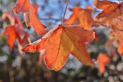 Der Amberbaum hat noch nicht alle Blätter abgeworfen