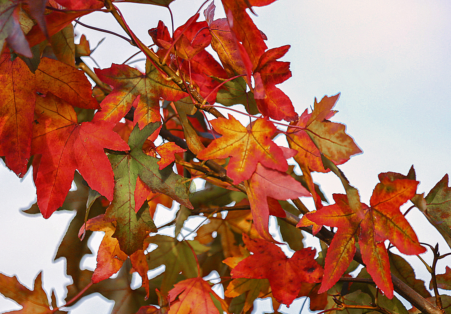 Der Amberbaum Zweig Foto & Bild jahreszeiten, herbst, natur Bilder