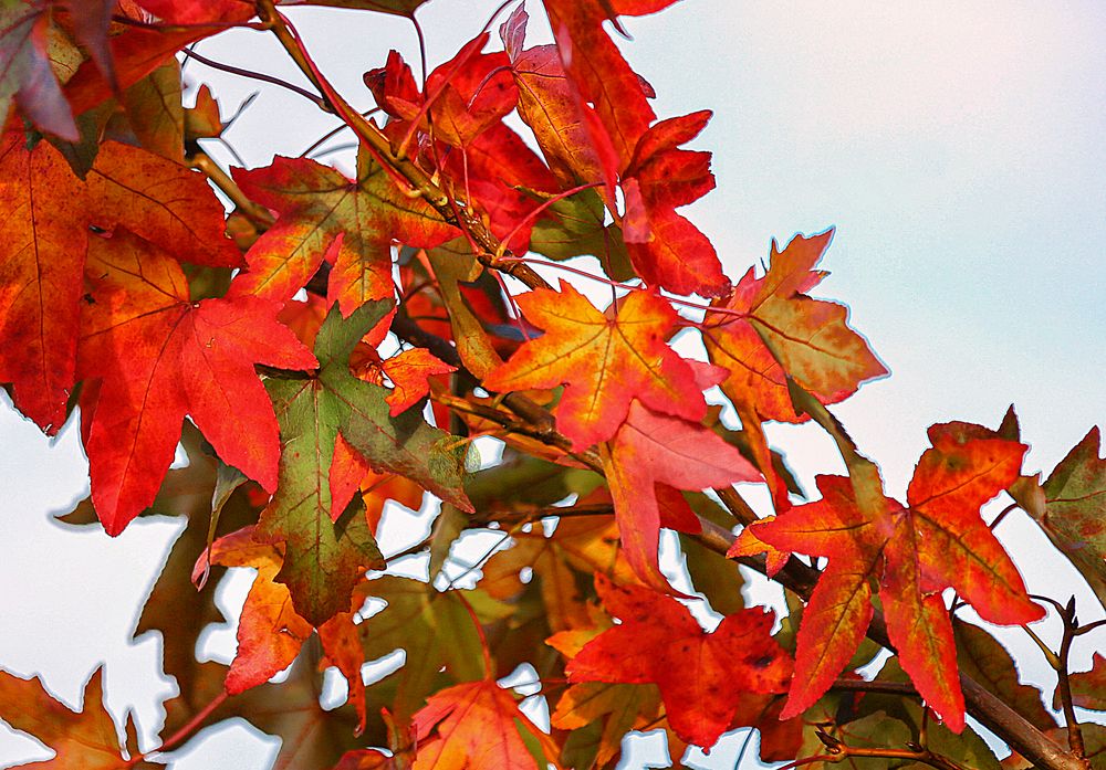 Der Amberbaum Zweig Foto & Bild jahreszeiten, herbst, natur Bilder