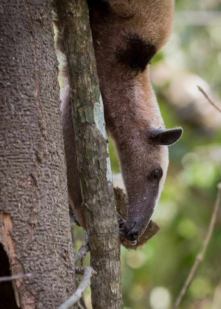 Der Ameisenbär