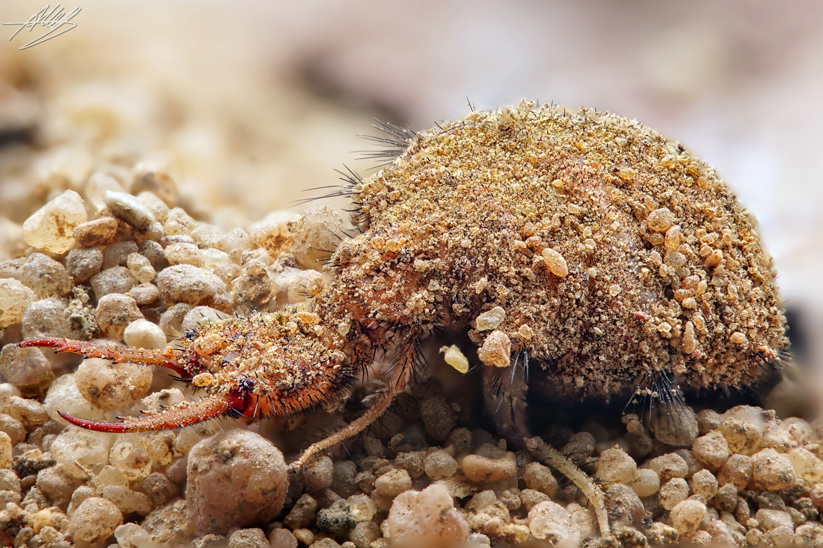 Der Ameisenlöwe Foto & Bild tiere, wildlife, insekten Bilder auf