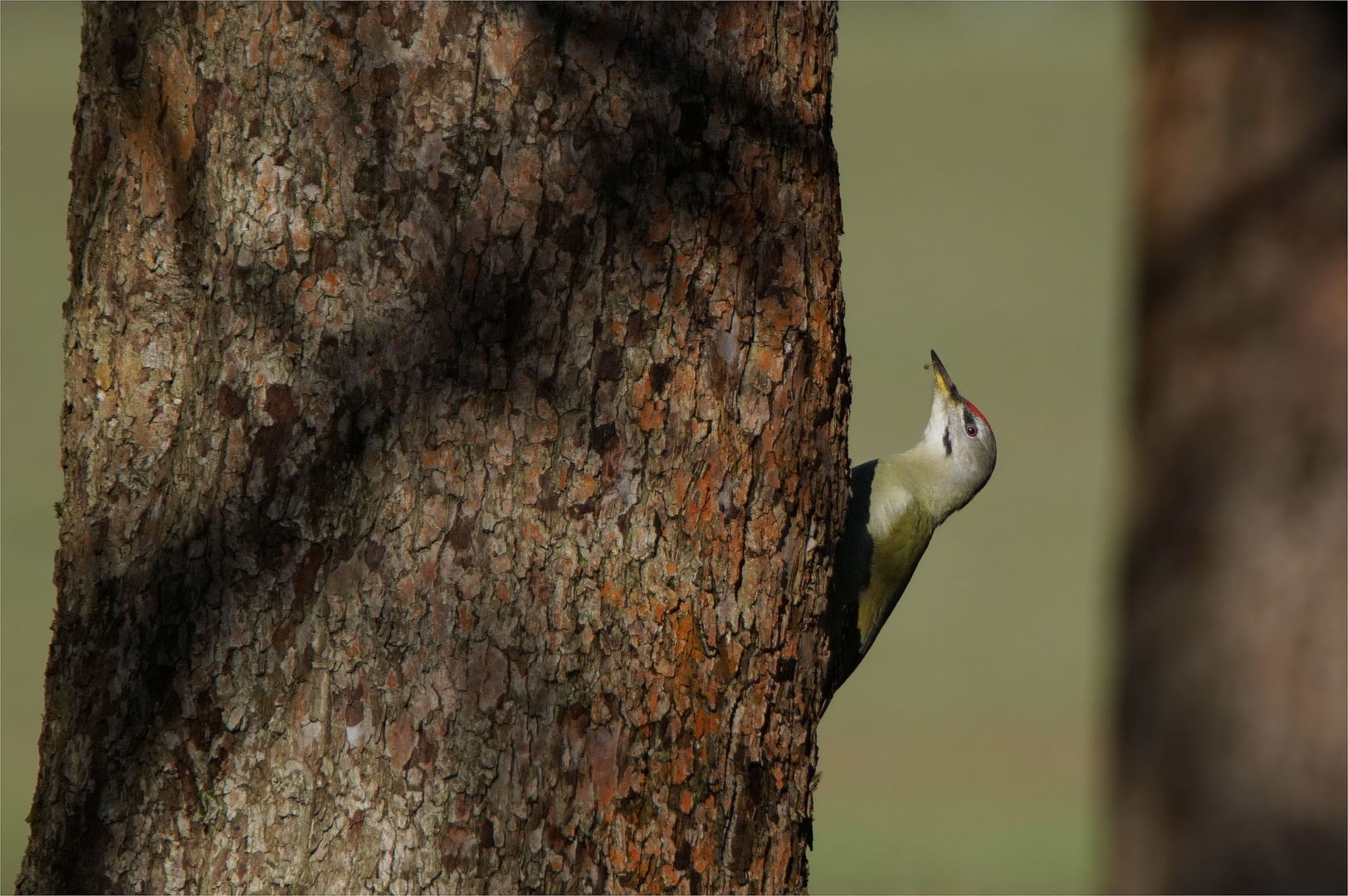 Der Ameisenpicker - Grauspecht - Picus canus -