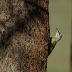 Der Ameisenpicker - Grauspecht - Picus canus -