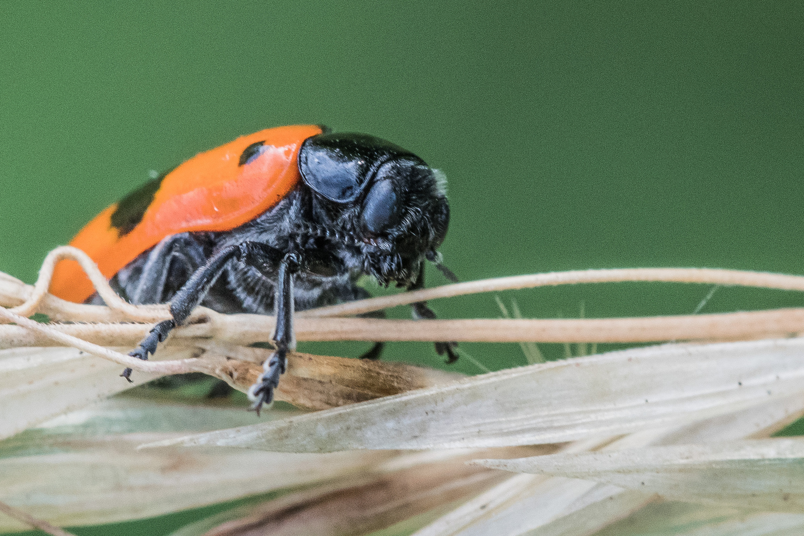 Der Ameisensackkäfer (Clytra laeviuscala))