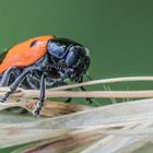 Der Ameisensackkäfer (Clytra laeviuscala))