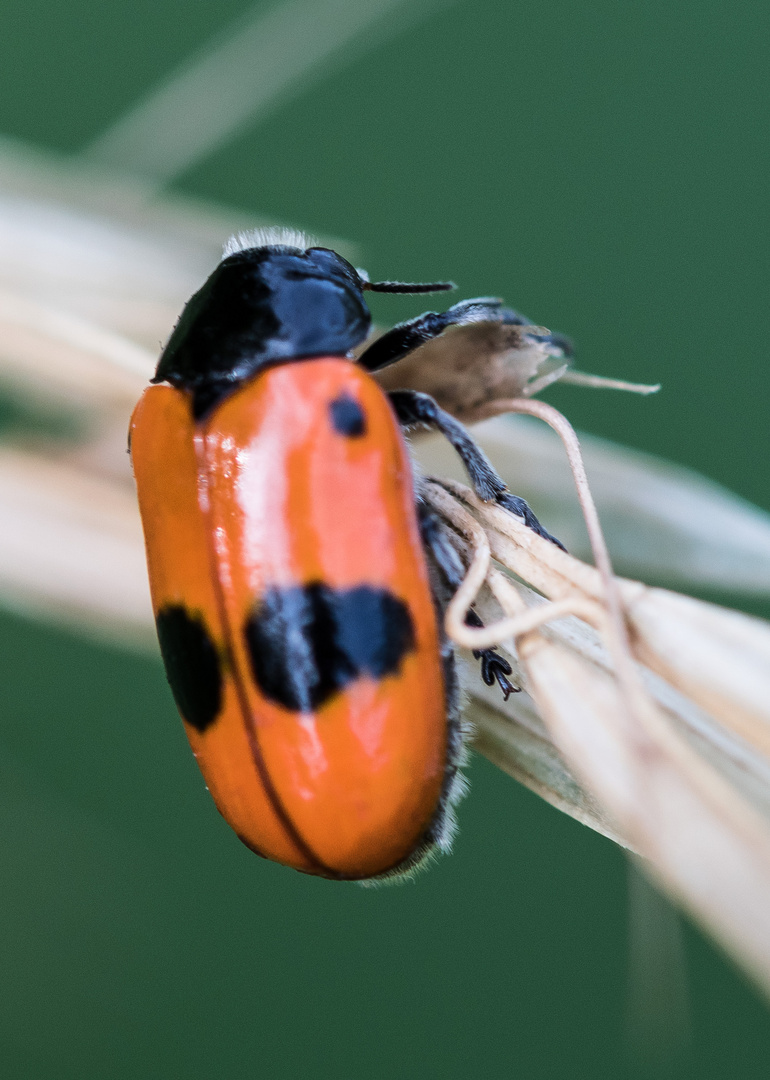 Der Ameisensackkäfer (Clytra laeviuscala) verspeist eine Blattlaus