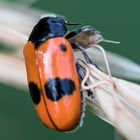 Der Ameisensackkäfer (Clytra laeviuscala) verspeist eine Blattlaus