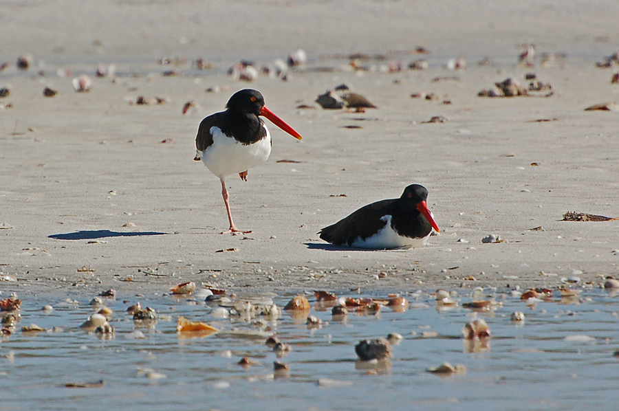 Der American Oystercatcher (Haematopus palliatus)...