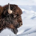 Der amerikanische Bison