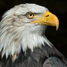 DER AMERIKANISCHE WAPPENVOGEL