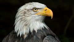 DER AMERIKANISCHE WAPPENVOGEL