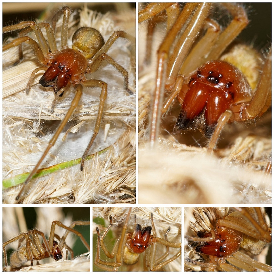 Der Ammendornfinger - eine Spinne mit Biss