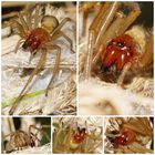 Der Ammendornfinger - eine Spinne mit Biss