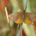 Der Ampfer-Purpurspanner (Lythria cruentaria)......