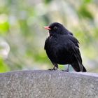 Der Amsel-Mann