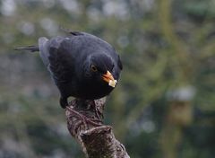 Der Amsel-Mann